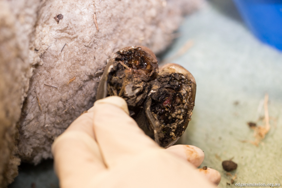 sheep-rescued-dead-2