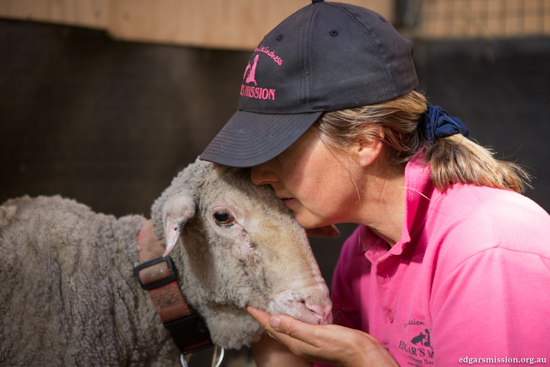 sheep-rescued-dead-3