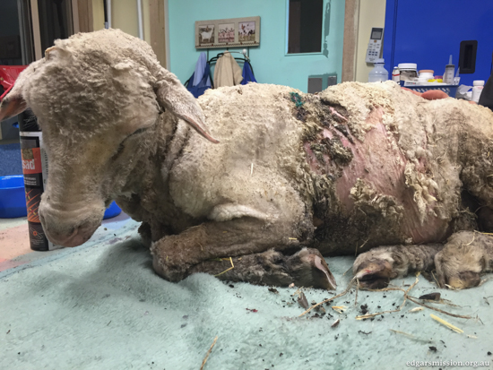 sheep-rescued-dead-4