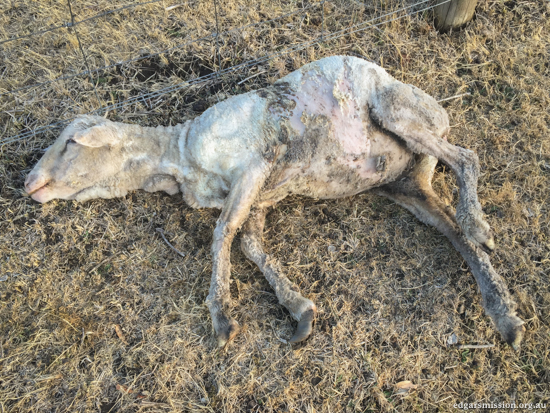 sheep-rescued-dead-1