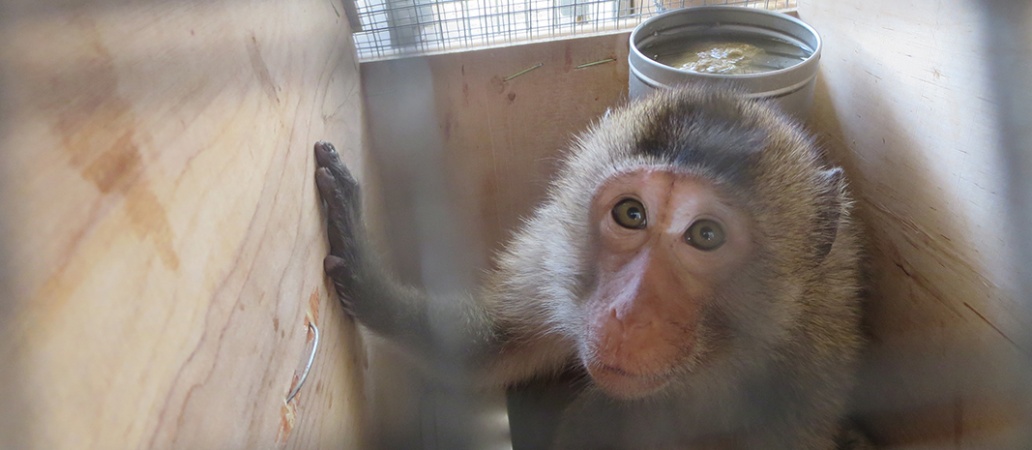 loretta-lab-monkeys-2