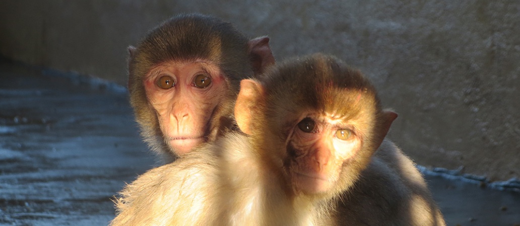 loretta-lab-monkeys-1