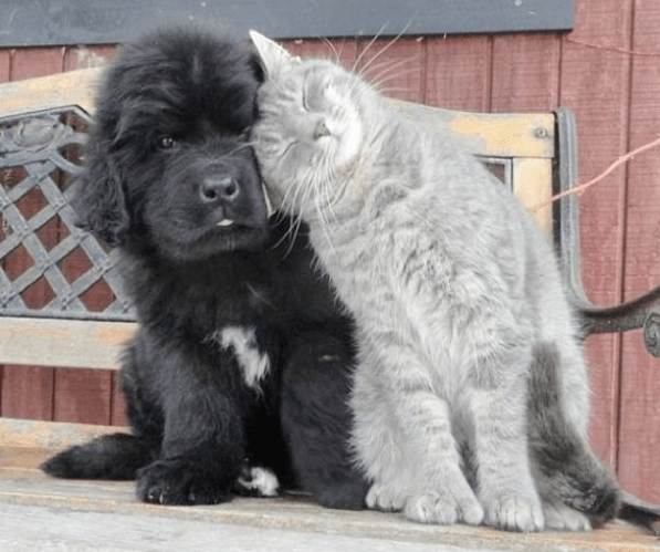 newfoundland-friends