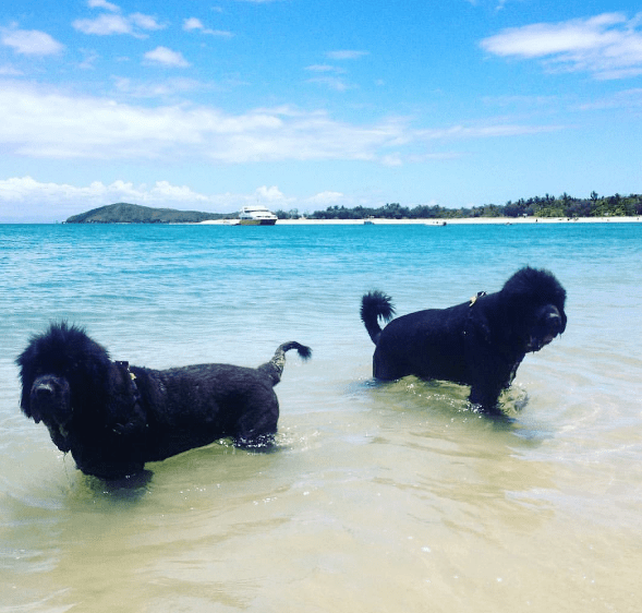 newfoundland-friends-75