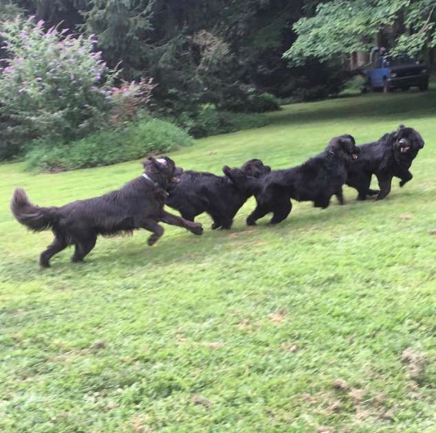 23 Things Only Newfoundland Owners Will Get BowWow Times