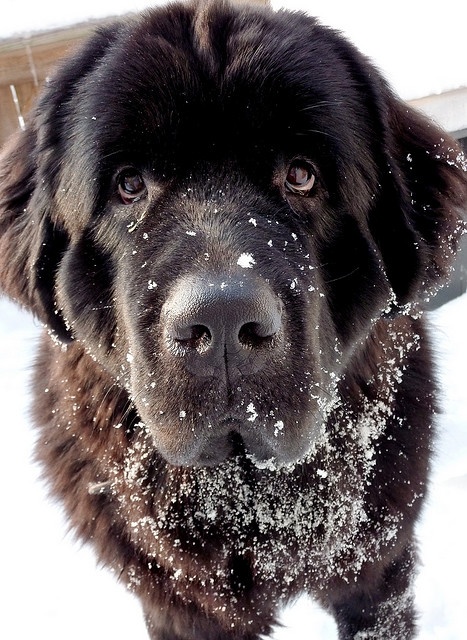 23 Things Only Newfoundland Owners Will Get BowWow Times