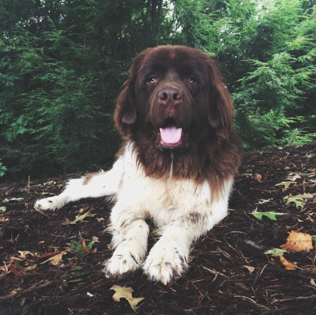 23 Things Only Newfoundland Owners Will Get BowWow Times