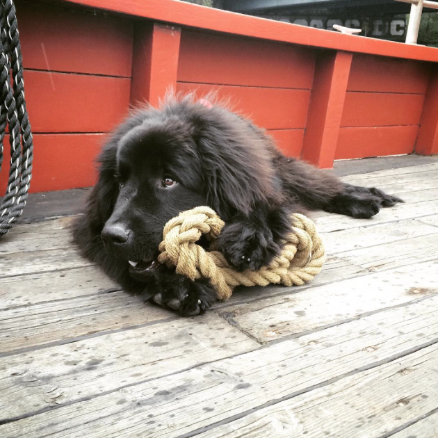 23 Things Only Newfoundland Owners Will Get BowWow Times