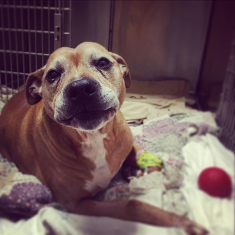 ripp-pitbull-frais-medicaux-2