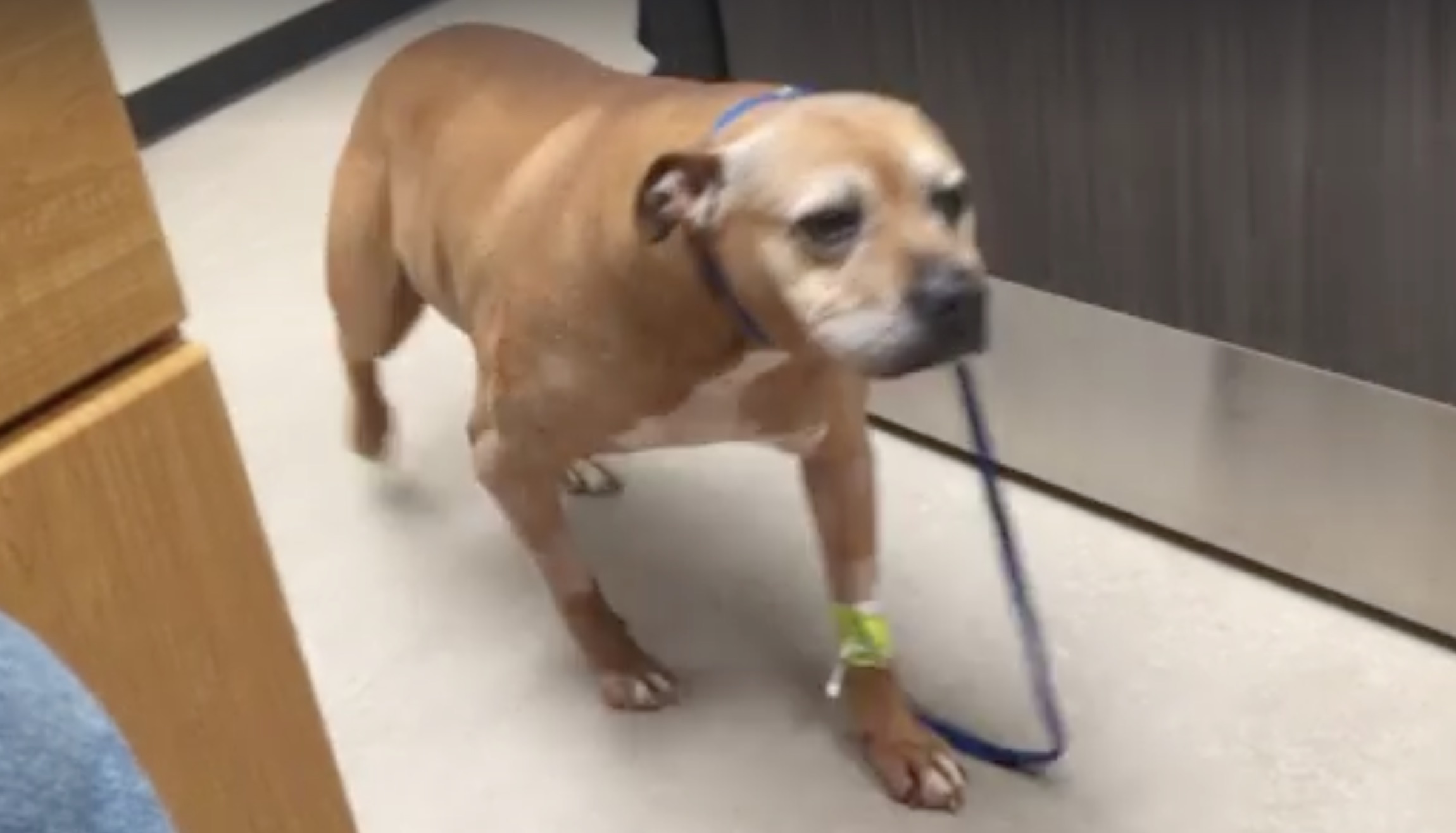 ripp-pitbull-frais-medicaux-4