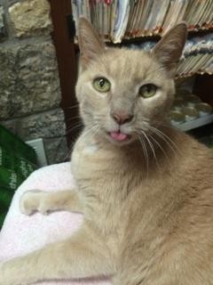 chat-retrouvailles-6