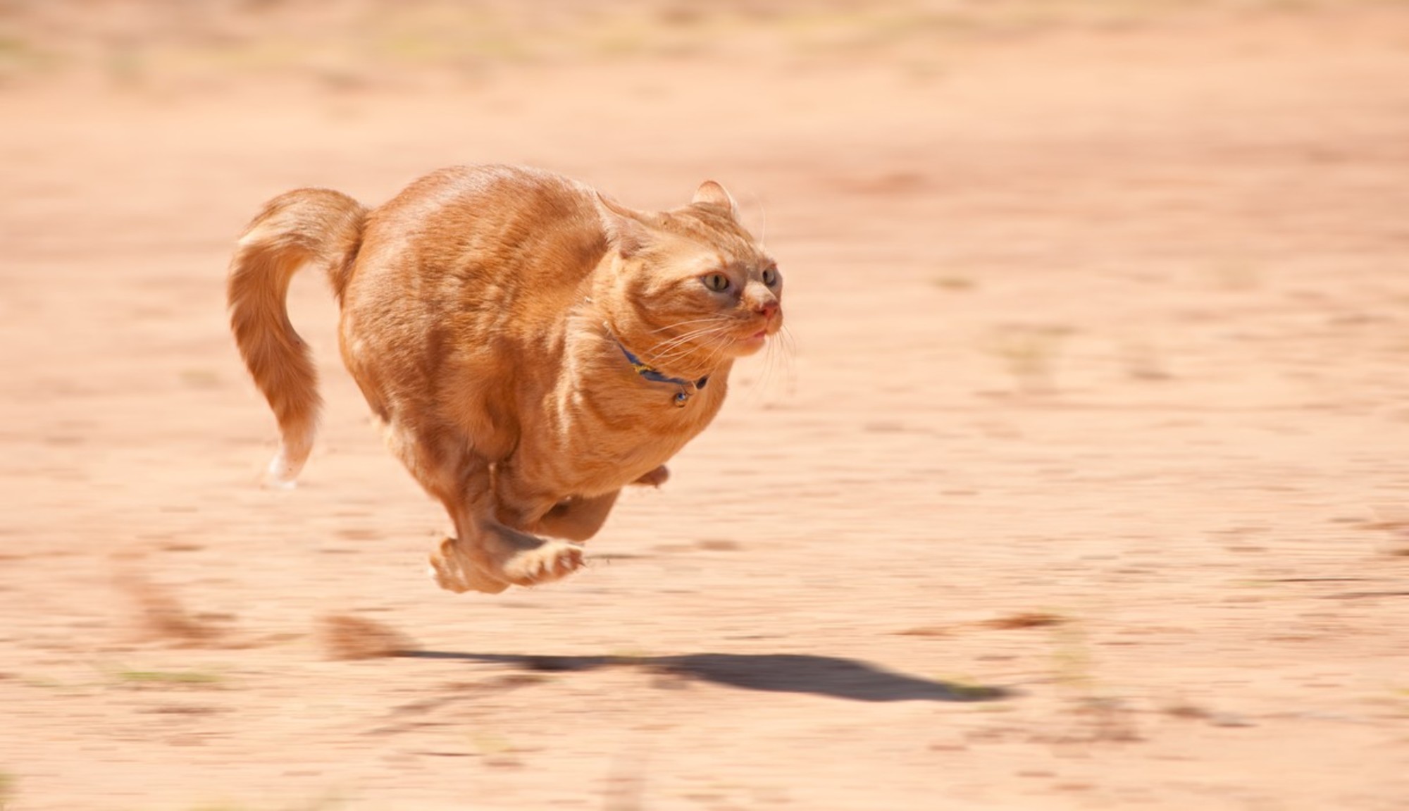 crazy-running-cat-1