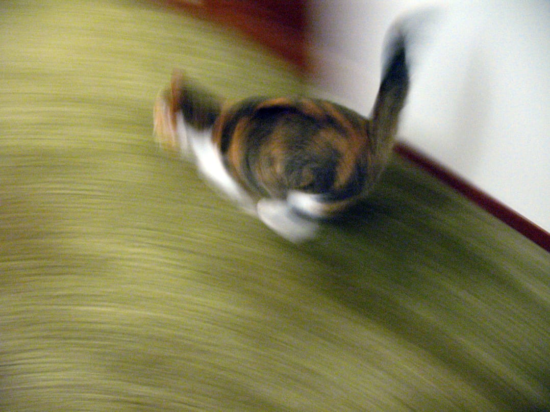 crazy-running-cat-2