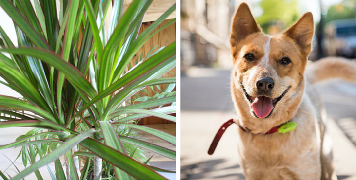 plantes-toxiques-dragonniers