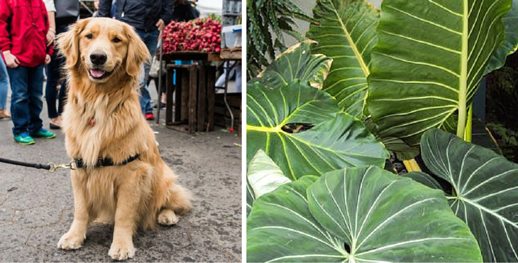 plantes-toxiques-oreille-elephant