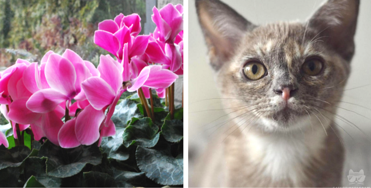 plantes-toxiques-animaux-cyclamen