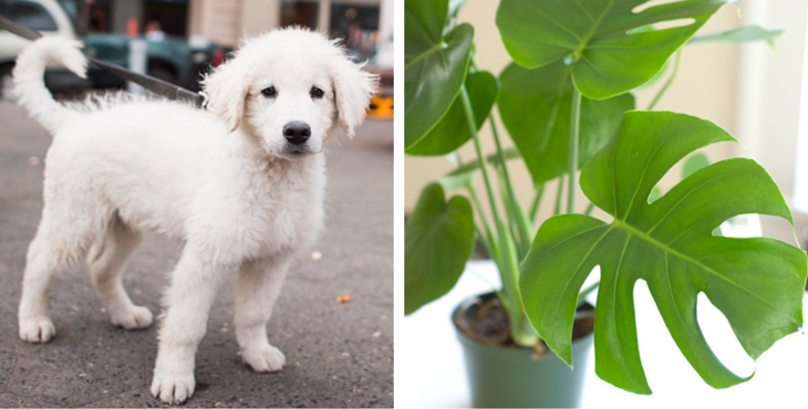 plantes-toxiques-philodendrin