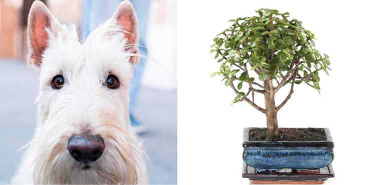 plante-toxique-arbredejade