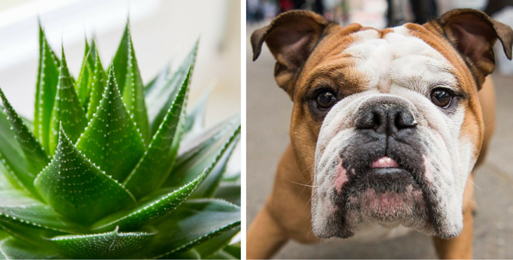 plantes-toxiques-aloes