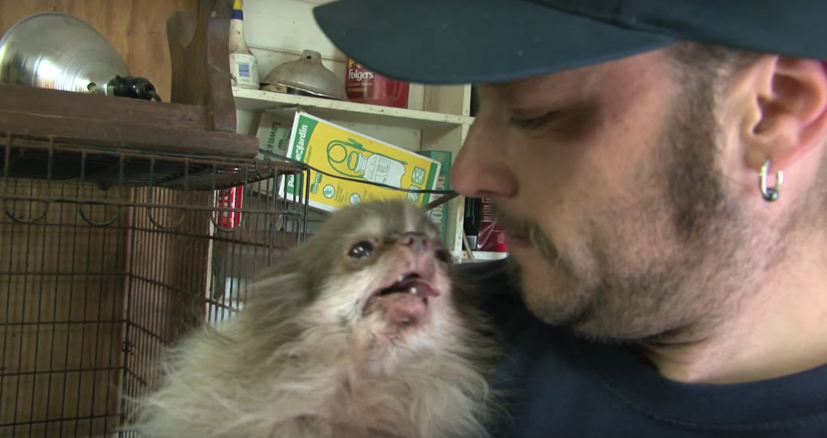 billy-chihuahua-sauvetage-11