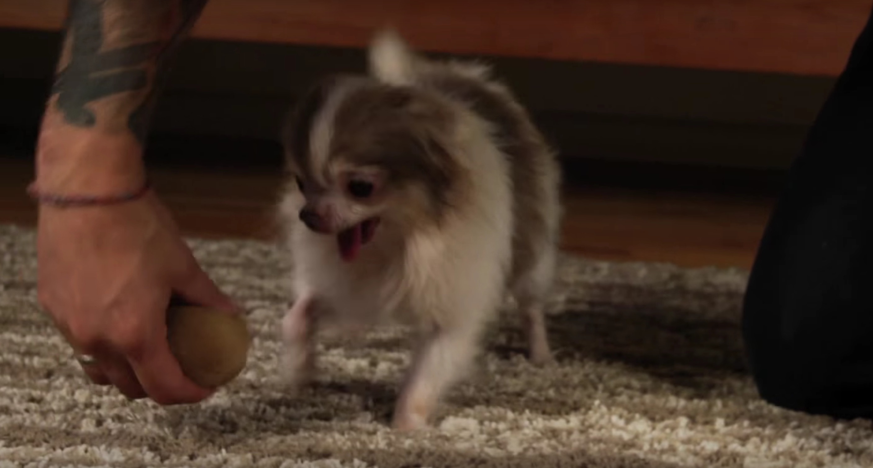 billy-chihuahua-sauvetage-12