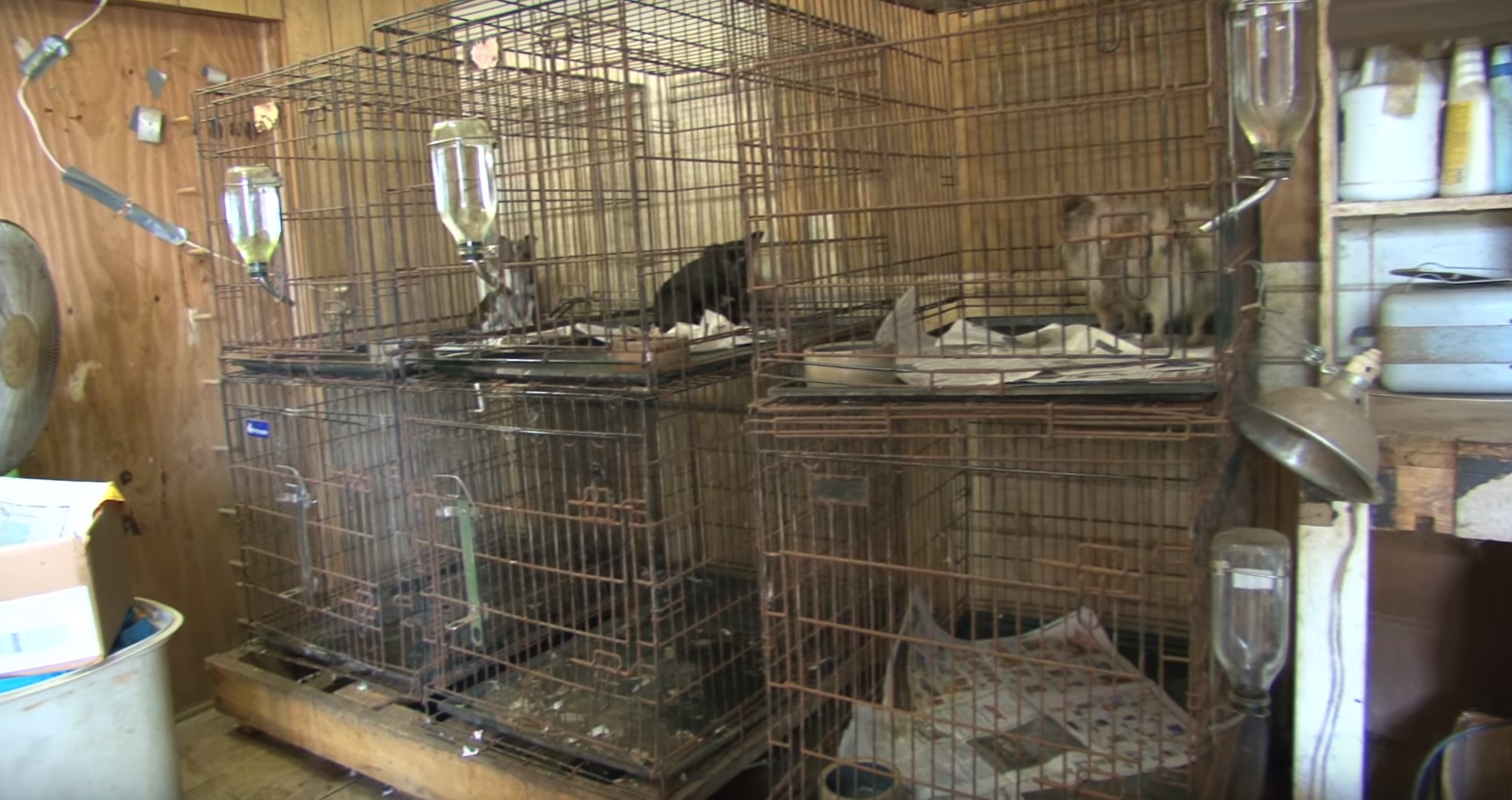 billy-chihuahua-sauvetage-23