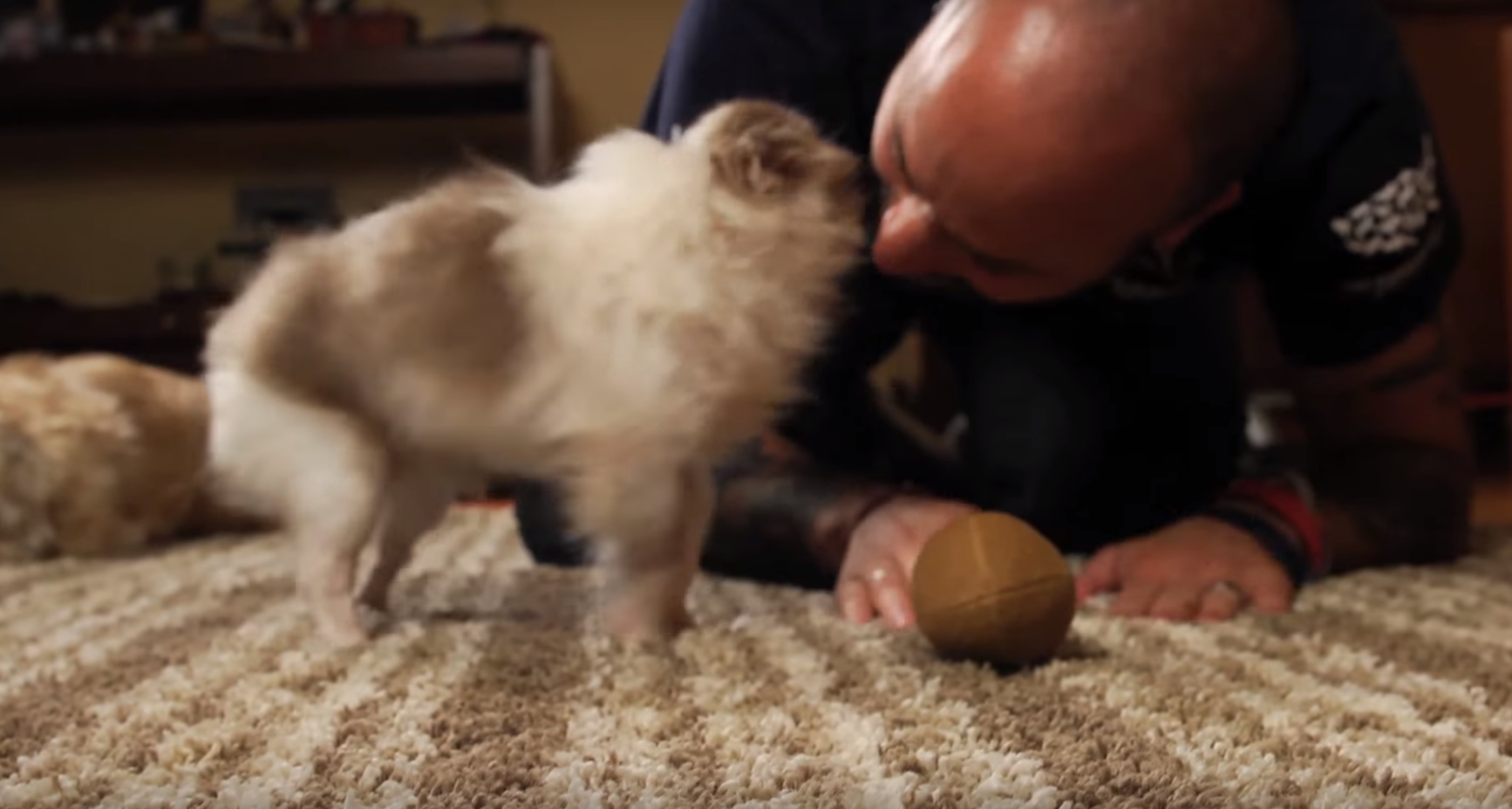 billy-chihuahua-sauvetage-14