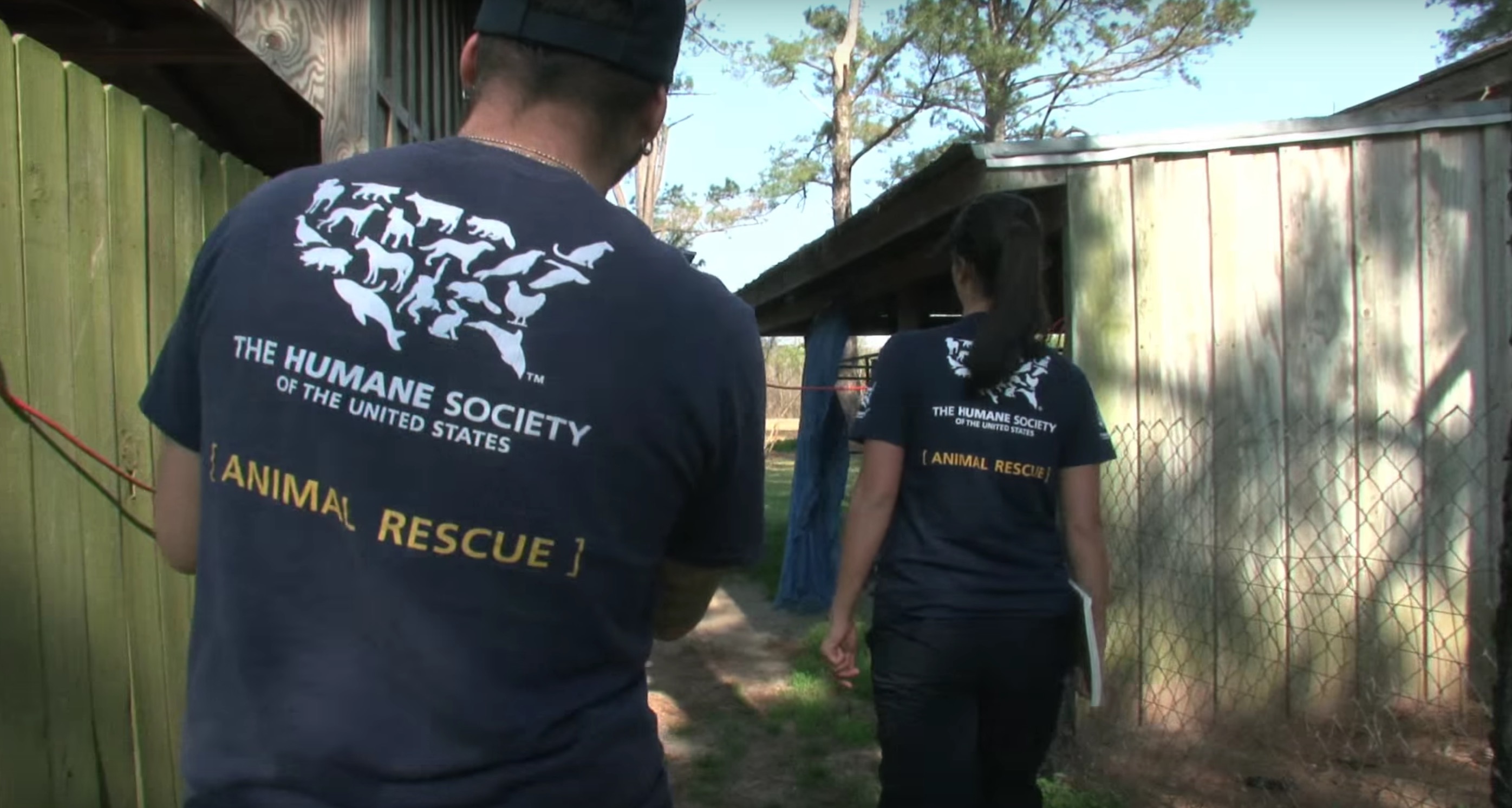 billy-chihuahua-sauvetage-22