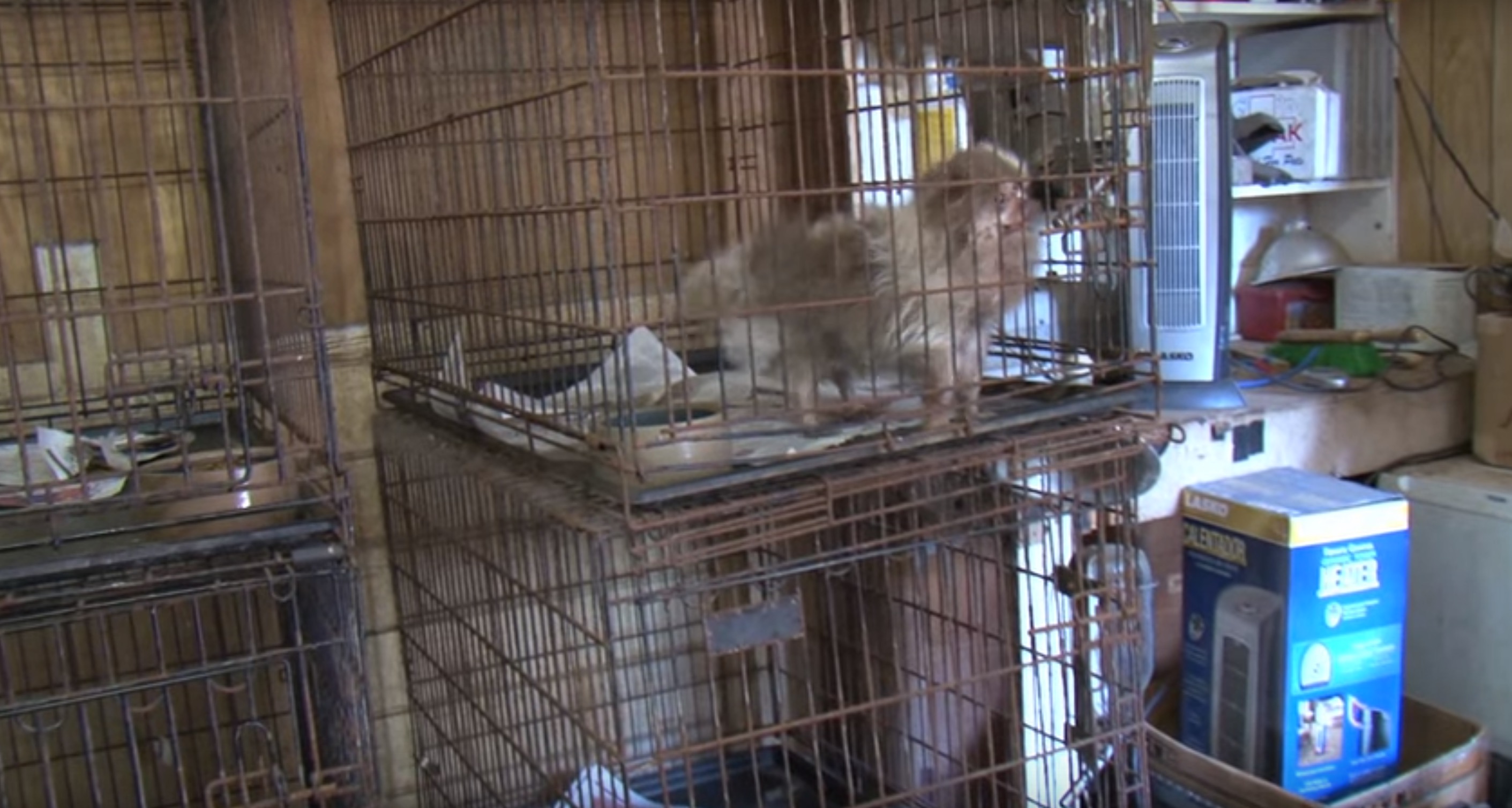 billy-chihuahua-sauvetage-6