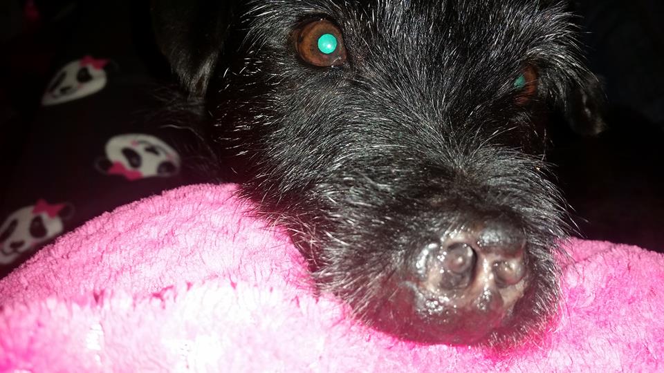 chien-defigure-sab10