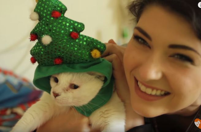 kitten-leg-twisted-2