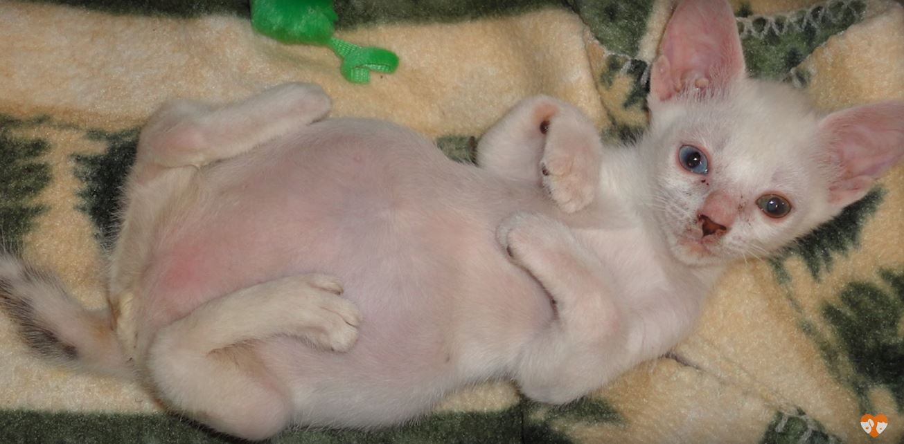 kitten-leg-twisted-4