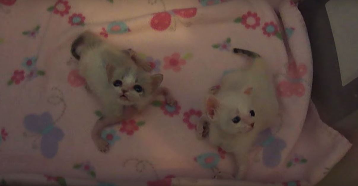 kitten-leg-twisted-1