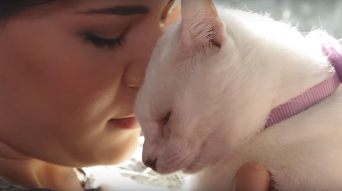 kitten-leg-twisted-3