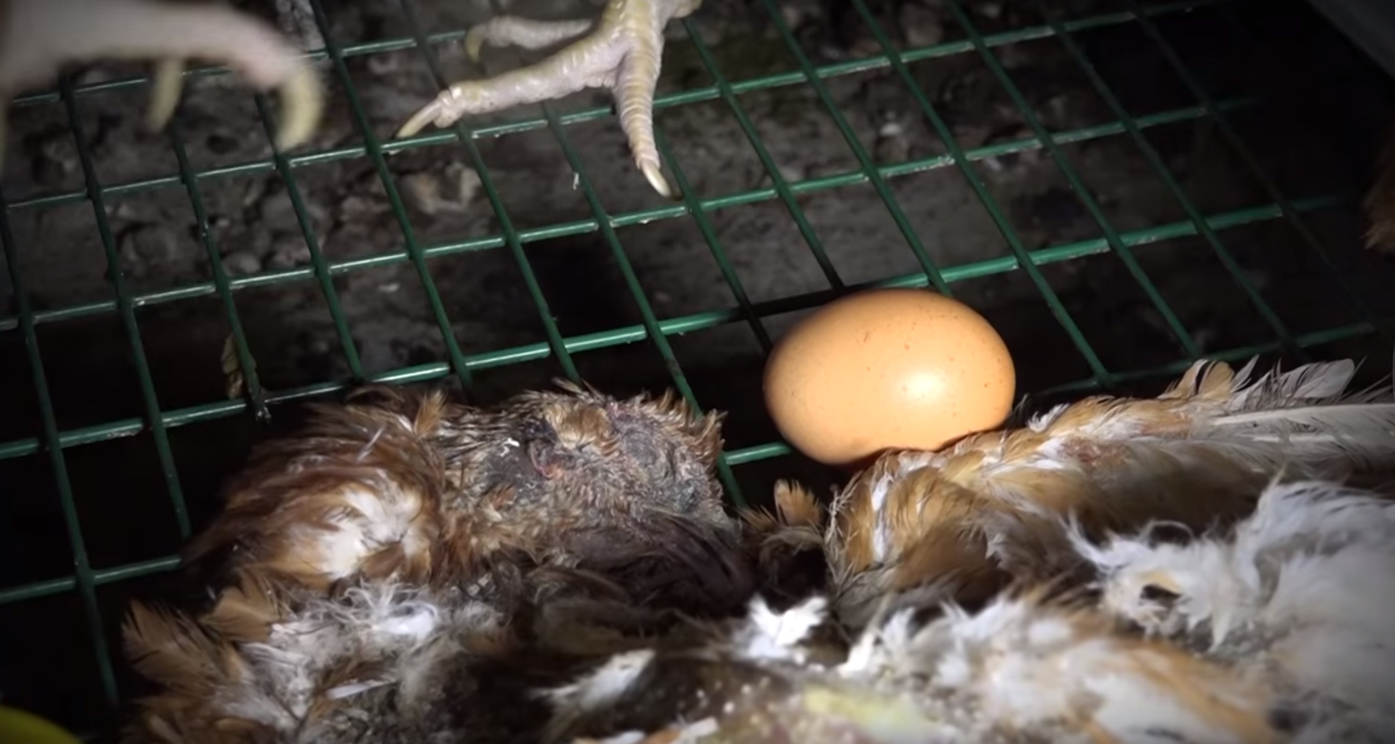 poules-pondeuses-L214-gaec-2