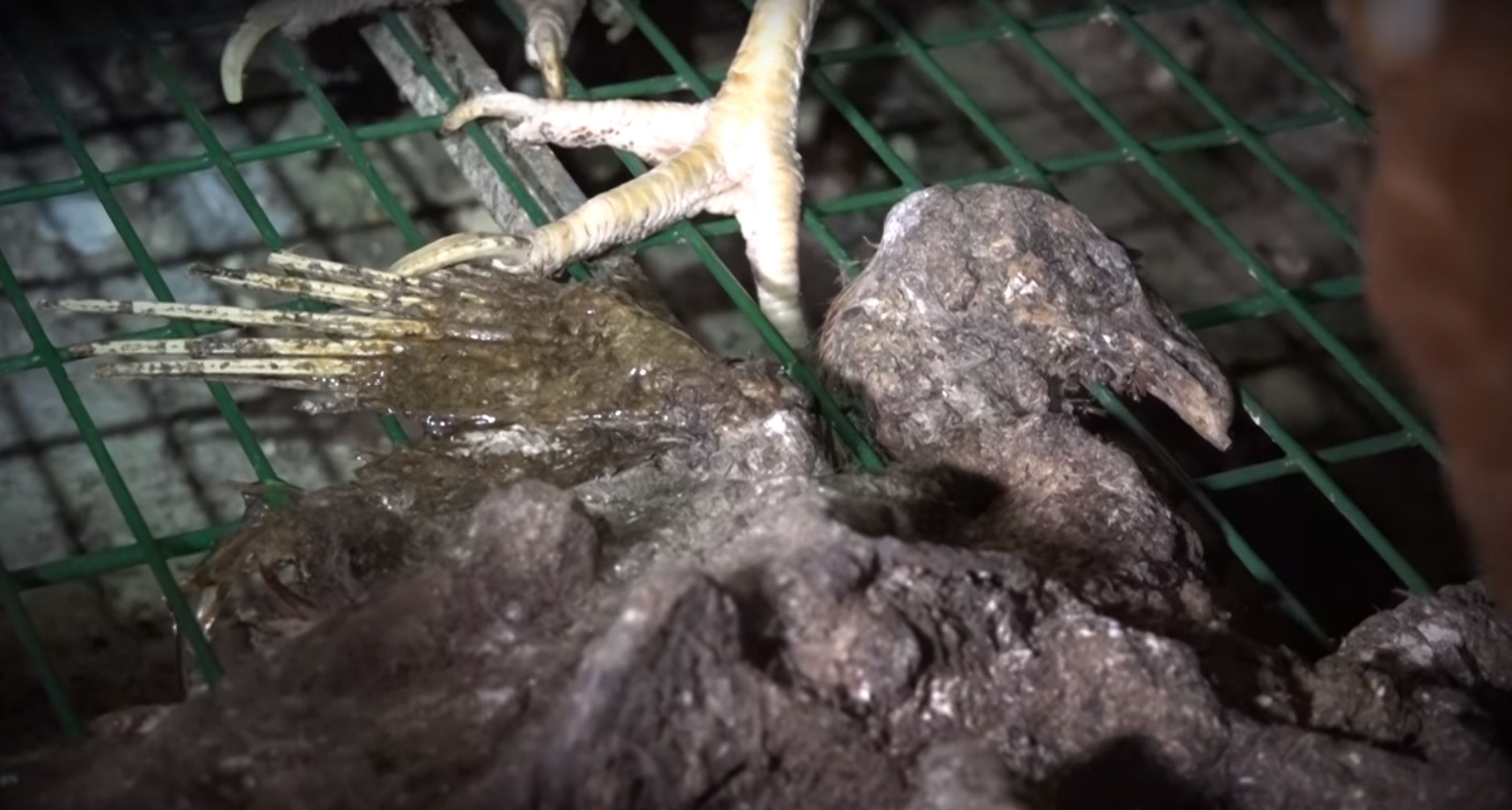 poules-pondeuses-L214-gaec-1