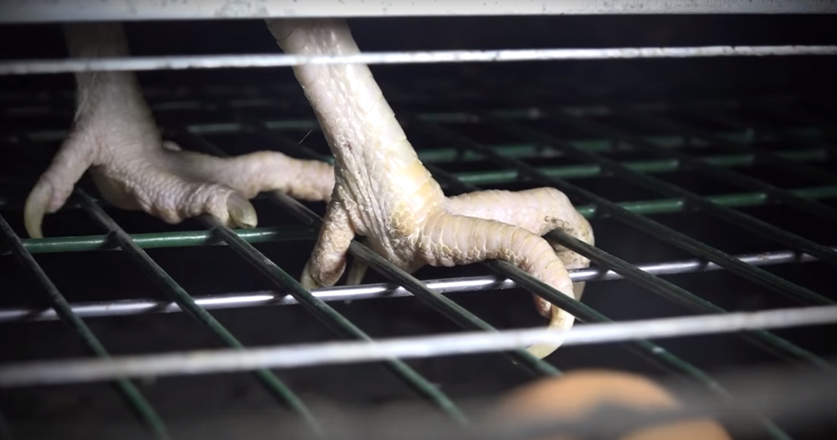 poules-pondeuses-L214-gaec-6