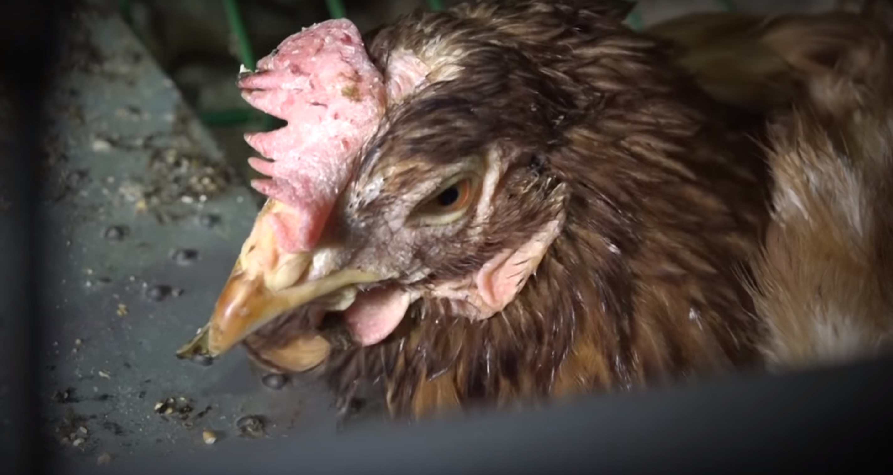 poules-pondeuses-L214-gaec-7