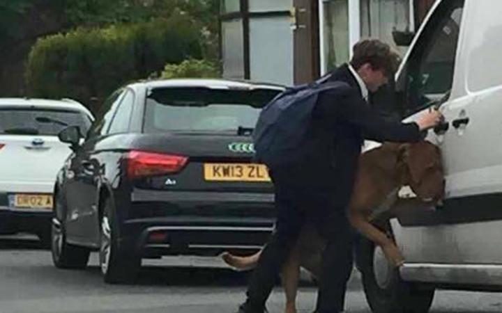 bradleynorth-chien-sauvetage-1