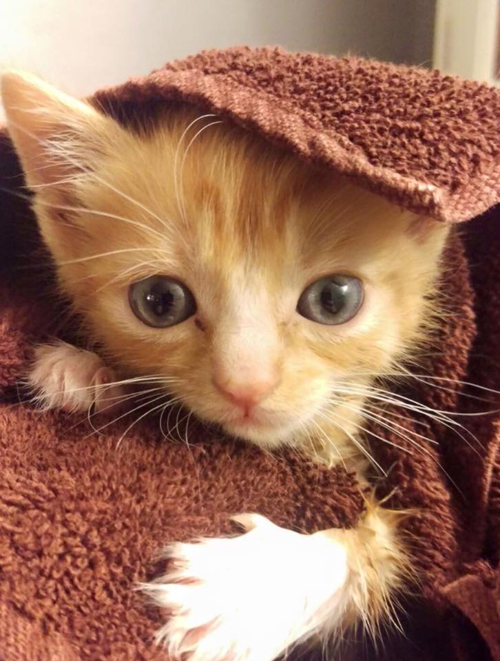 chaton-fauteuil-roulant-1