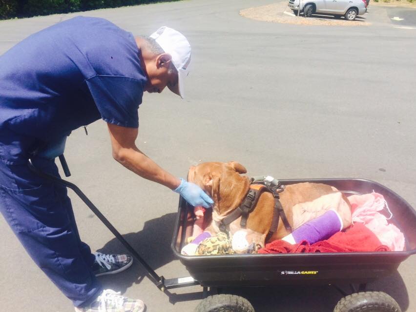 13100861_1592286681086306_4788490960749269691_n