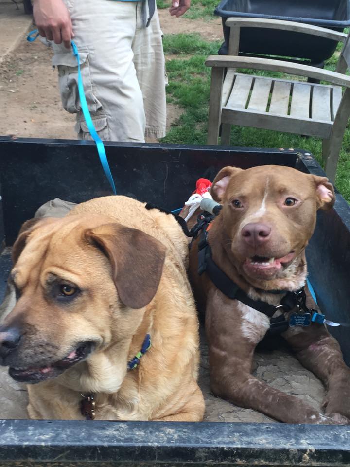 13178844_1598907907090850_371219792357933709_n