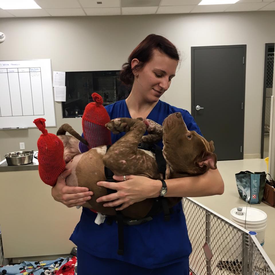 13133224_1595291717452469_8626516386422092024_n