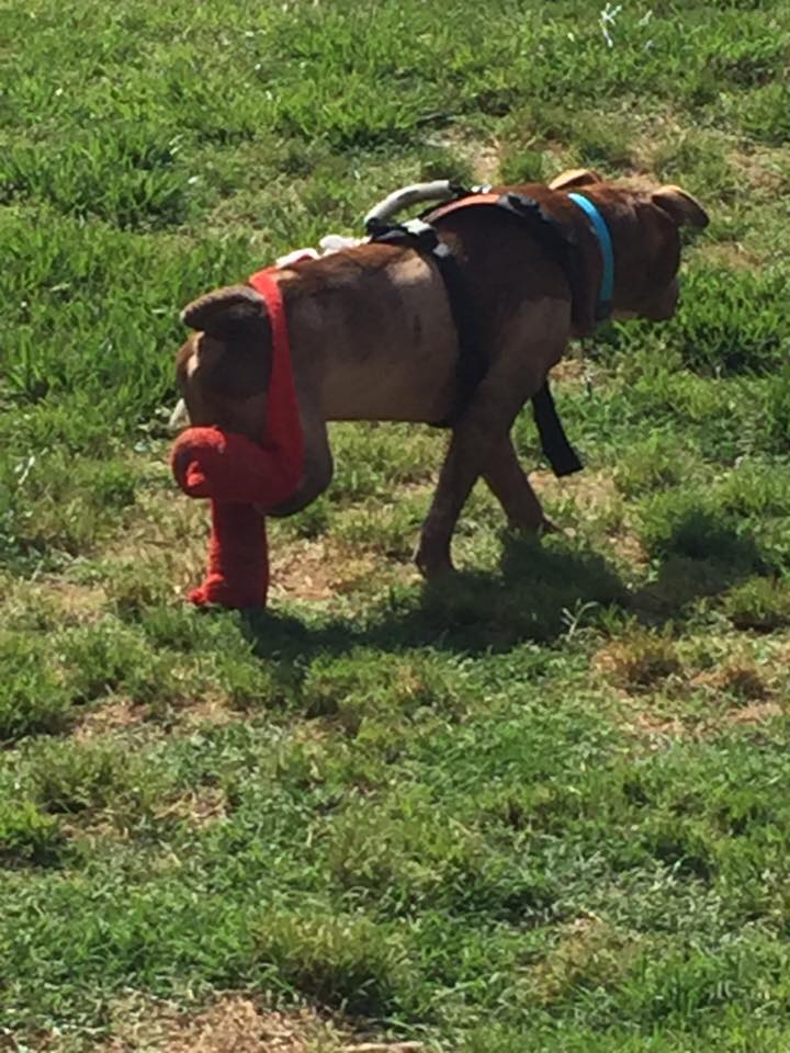 1936181_1598907890424185_212884720659893774_n