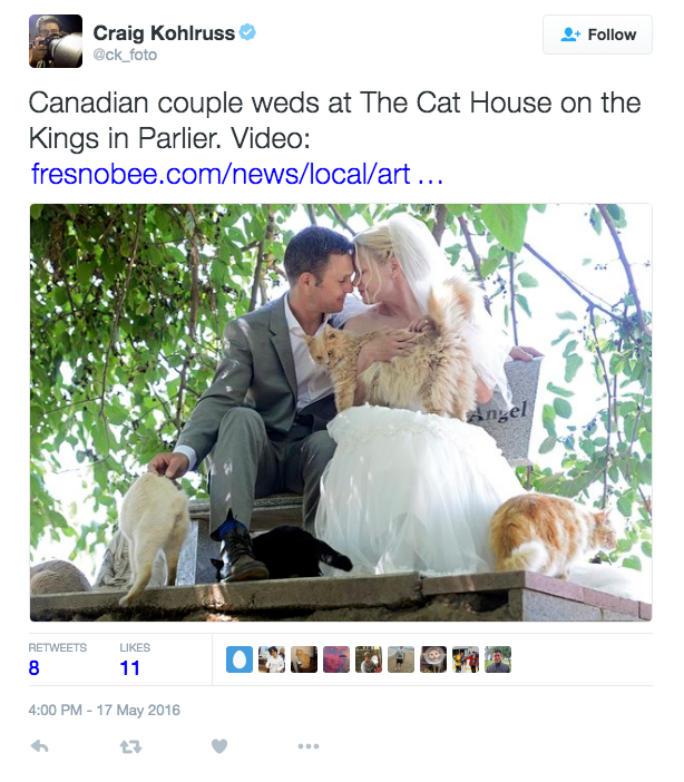 cat-wedding-california-1