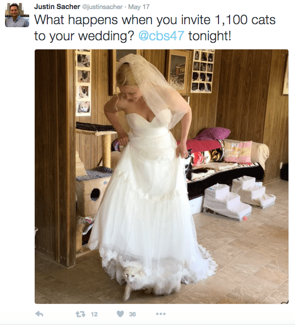 cat-wedding-california-4