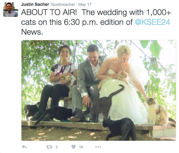 cat-wedding-california-2