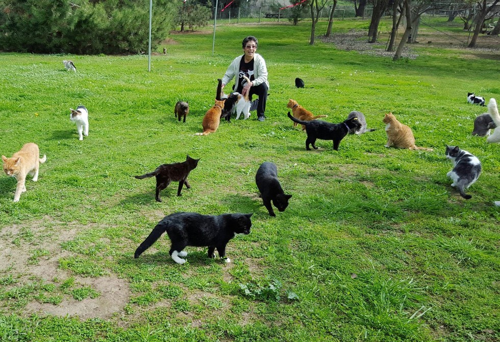 cat-wedding-california-5
