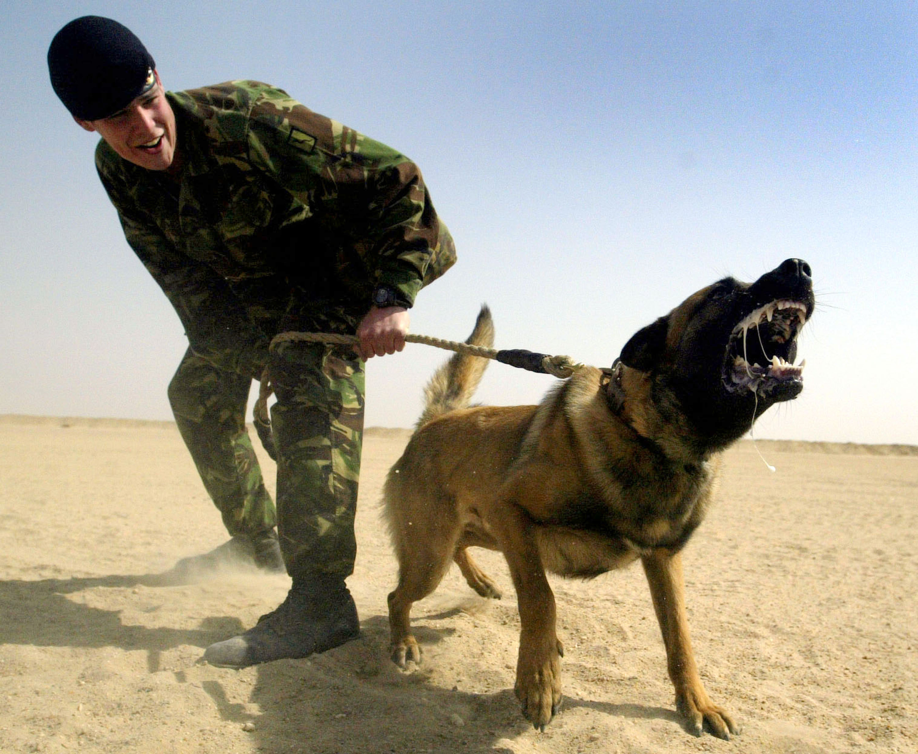 KUWAIT - MARCH 5: British soldier Corporal Ward from the Royal Army Veterinary Corps undergoes training with attack dog Khan, a German Shepherd, March 5, 2003 near Kuwait City, Kuwait. Uday al Ta'ae, a senior Iraqi Information Ministry official, said that his country has destroyed nine banned al Samoud missiles, making it a total of 28 rockets removed under UN weapons inspectors' supervision. (Photo by Ian Waldie/Getty Images)