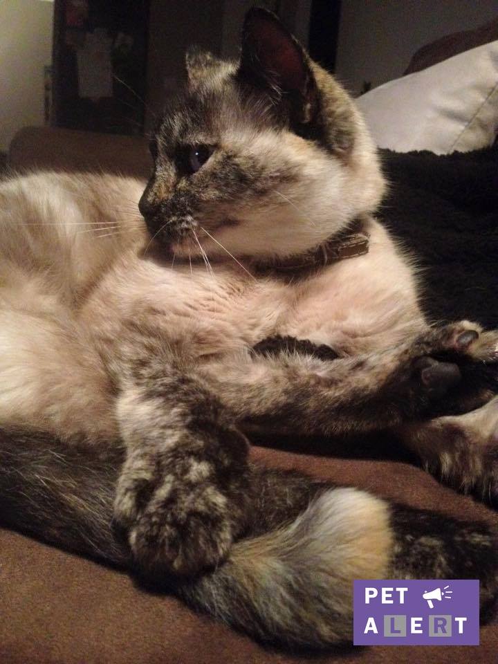 Pet-alert-pomponnette-1